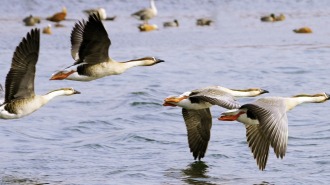 沈阳：上千只鸿雁聚集鸟岛