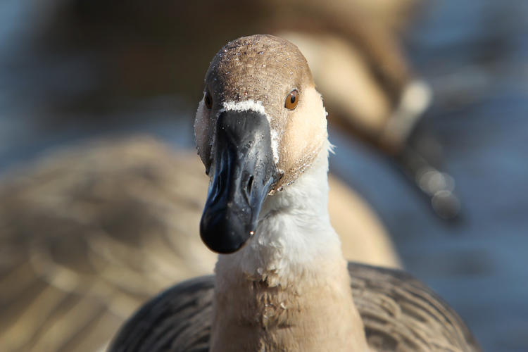 雁舞浑河岸 景绘沈阳冬_fororder_转载图9