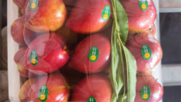 大连普兰店棚桃抢“鲜”上市  枝头直达商超