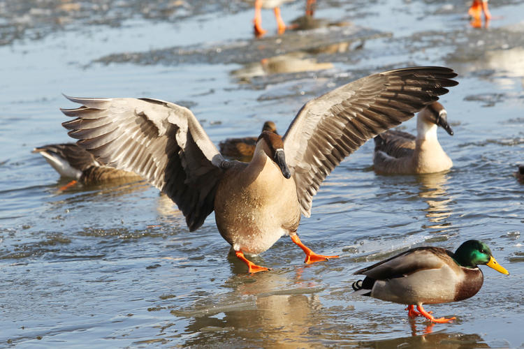 雁舞浑河岸 景绘沈阳冬_fororder_转载图5
