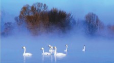朝阳：雾气升腾 天鹅游弋