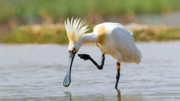 今年首批黑脸琵鹭飞回庄河