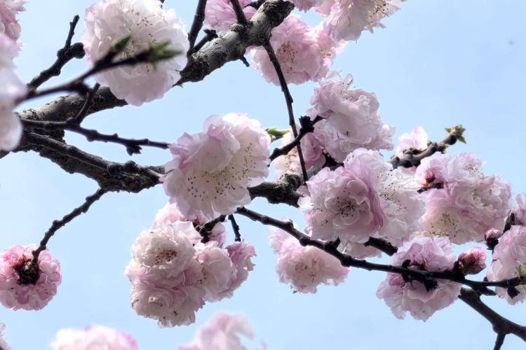 朝阳：辽梅杏竞放