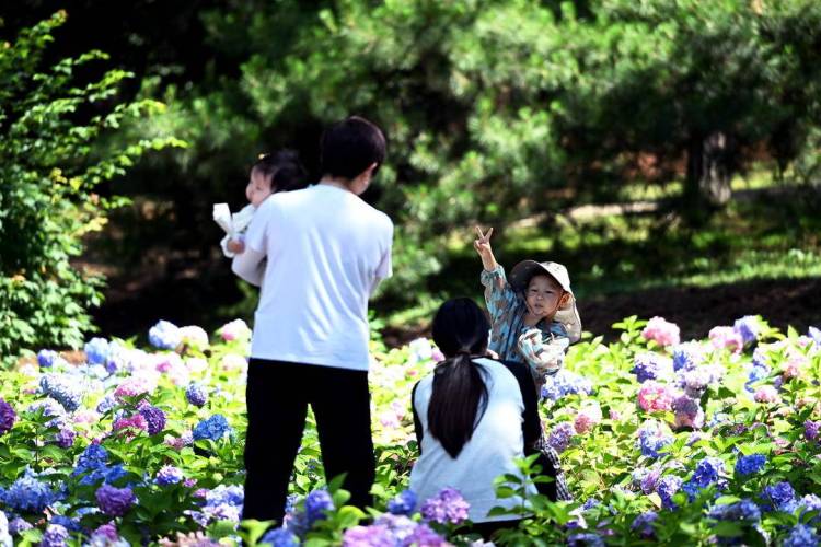 来沈阳植物园，赴一场夏花之约