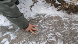 辽宁朝阳发现1亿多年前恐龙足迹