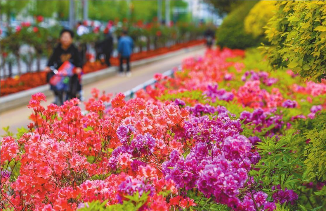 丹东：杜鹃花开
