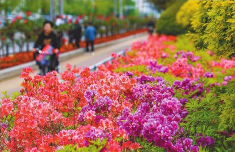 丹东：杜鹃花开
