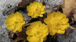 辽宁本溪：冰凌花开报春来