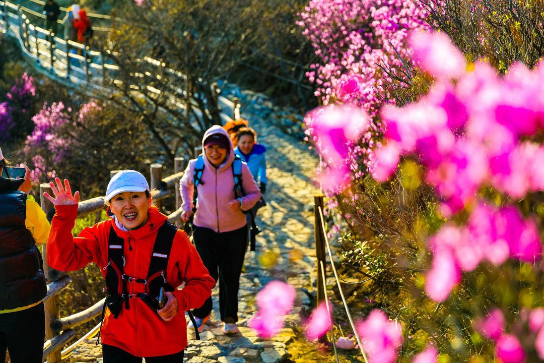 大连：一山观两海，云中赏杜鹃