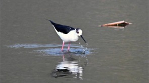 沈阳拉塔湖 长脚鹬踏春而来