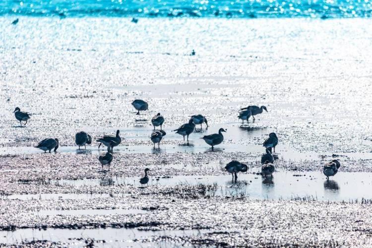 盘锦辽河三角洲湿地迎来候鸟迁徙高峰期
