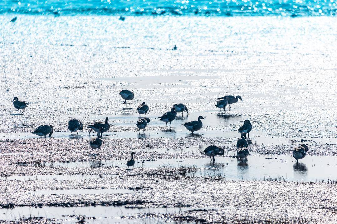 盘锦辽河三角洲湿地迎来候鸟迁徙高峰期
