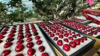 大连市普兰店四平大樱桃航空冷链直供新德里