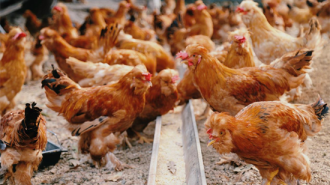 林下养鸡打造生态富民新引擎