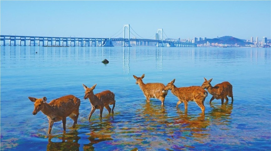 辽宁大连：野生梅花鹿现身金沙滩海域