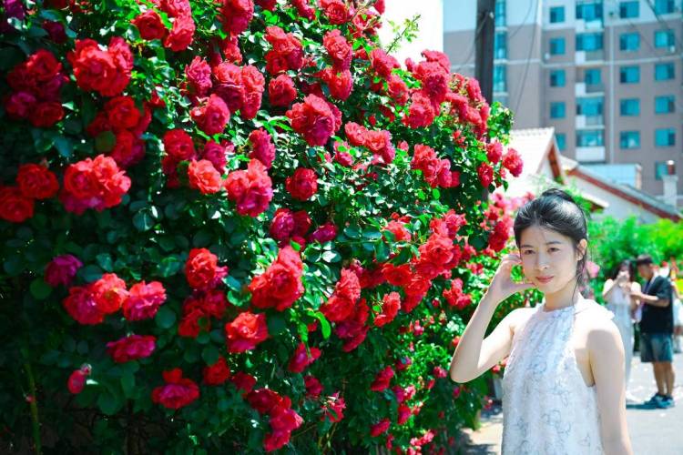 大连：老街小巷，藏不住的“花”样浪漫