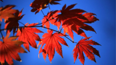 沈阳文旅如何“圈粉”海外？美食、白瓷与秋色引爆海外社交媒体