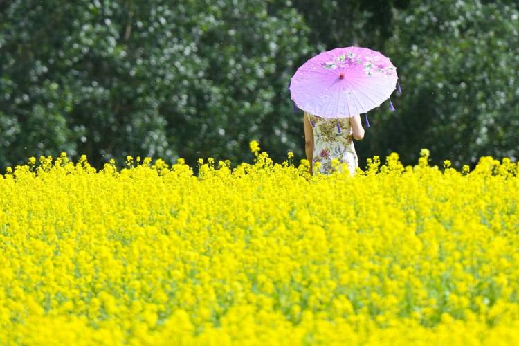 沈阳：金色花海如梦似幻