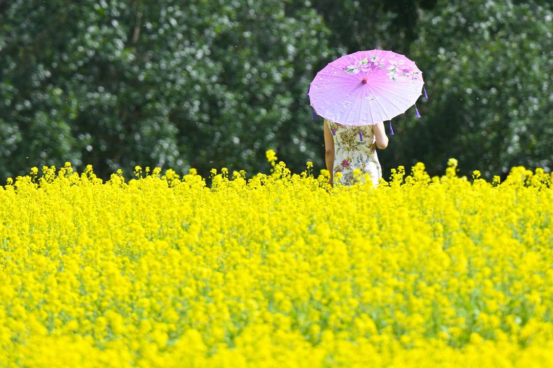 沈阳：金色花海如梦似幻