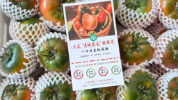 大连普兰店：米屯铁皮柿子入选2026年第一批全国名特优新农产品名录