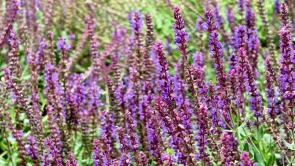 阜新：夏日鼠尾草 紫韵漫成诗