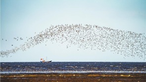 辽宁营口：“鸟浪”涌 海天阔