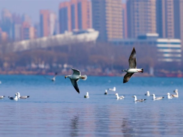 沈阳：鸥舞丁香湖 生态入画来