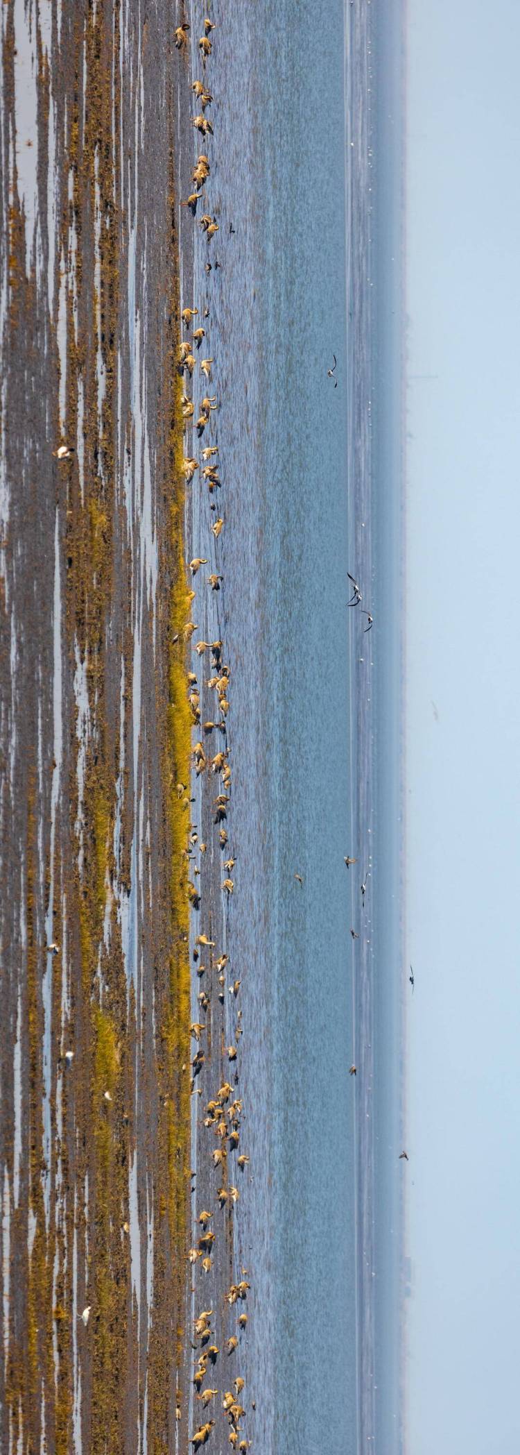 盘锦辽河三角洲湿地迎来候鸟迁徙高峰期
