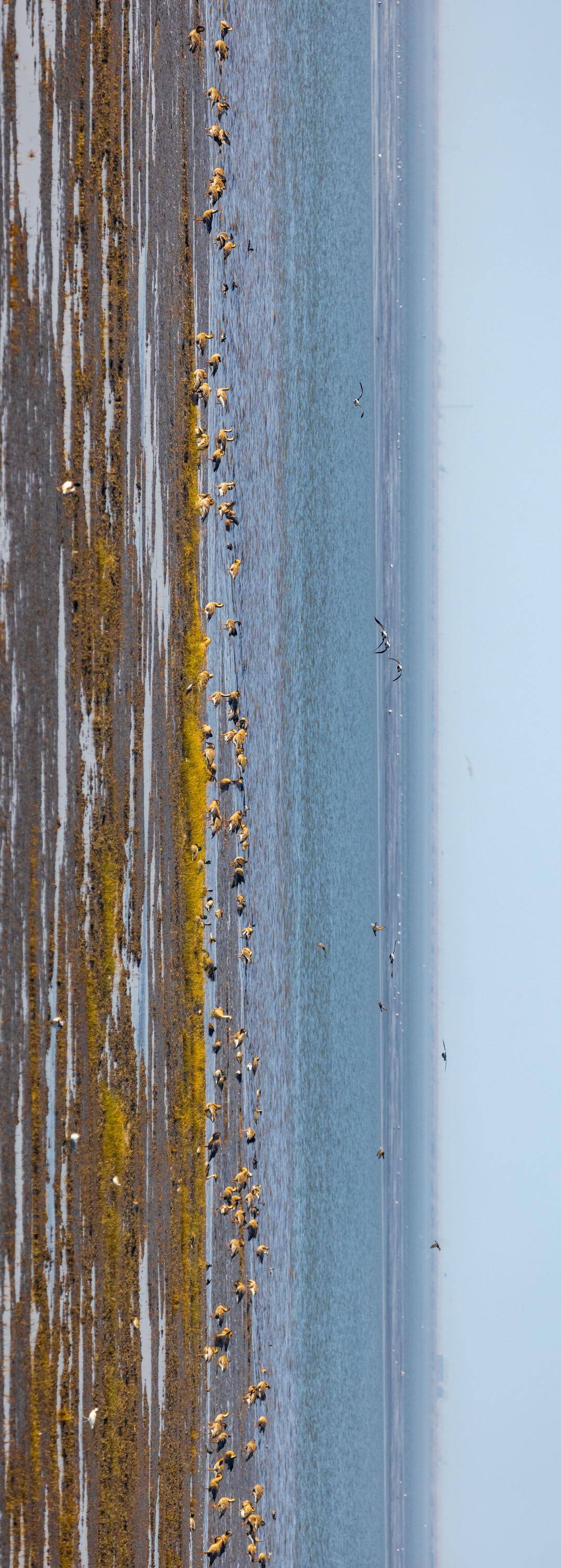 盘锦辽河三角洲湿地迎来候鸟迁徙高峰期