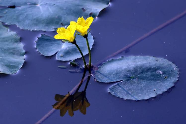 千年荇菜，花开凌河