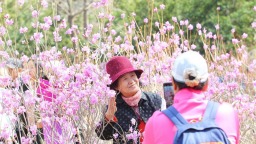 沈阳：杜鹃花开 香飘四溢醉游人