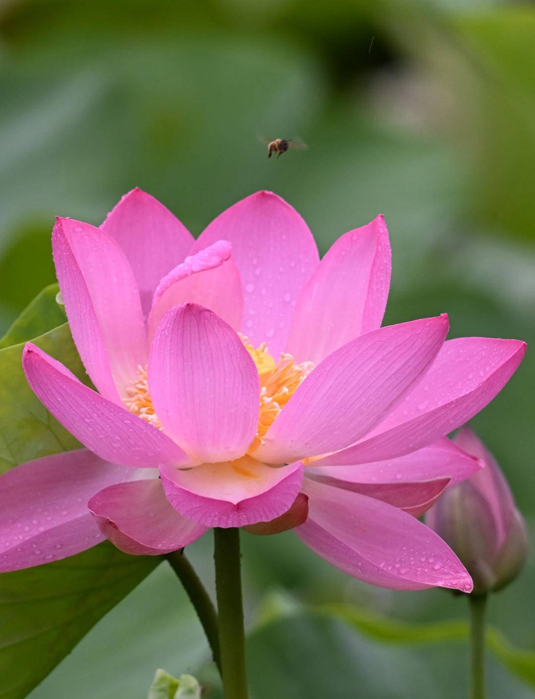 沈阳：接天莲叶碧，北塔观雨荷