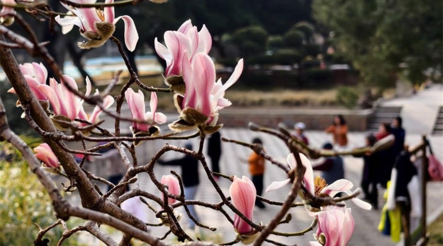 大连玉兰花开报春归