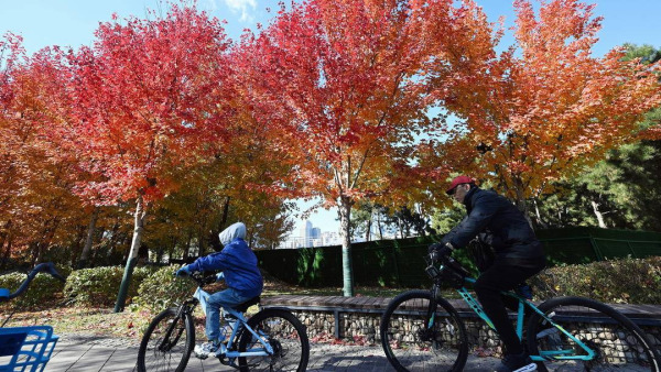 沈阳：定格“枫”情之秋