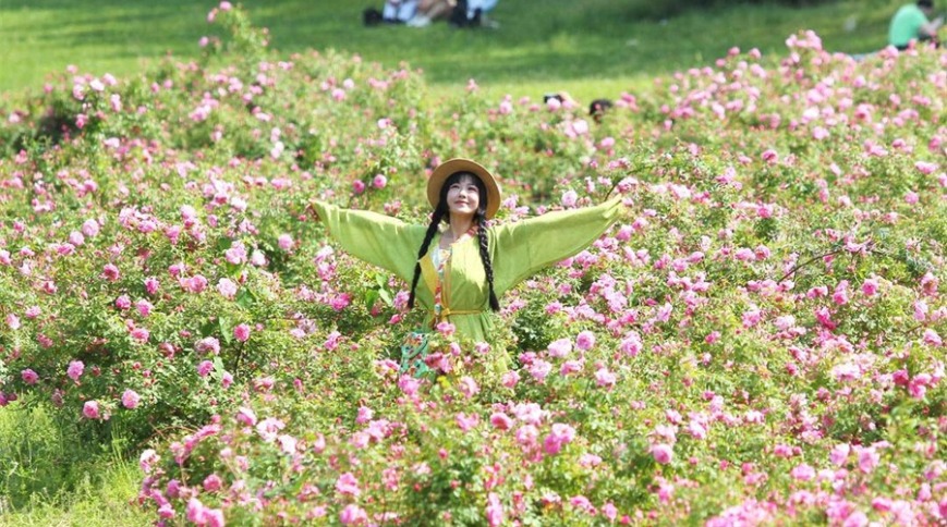 辽宁沈阳：河畔月季花海绚烂盛放