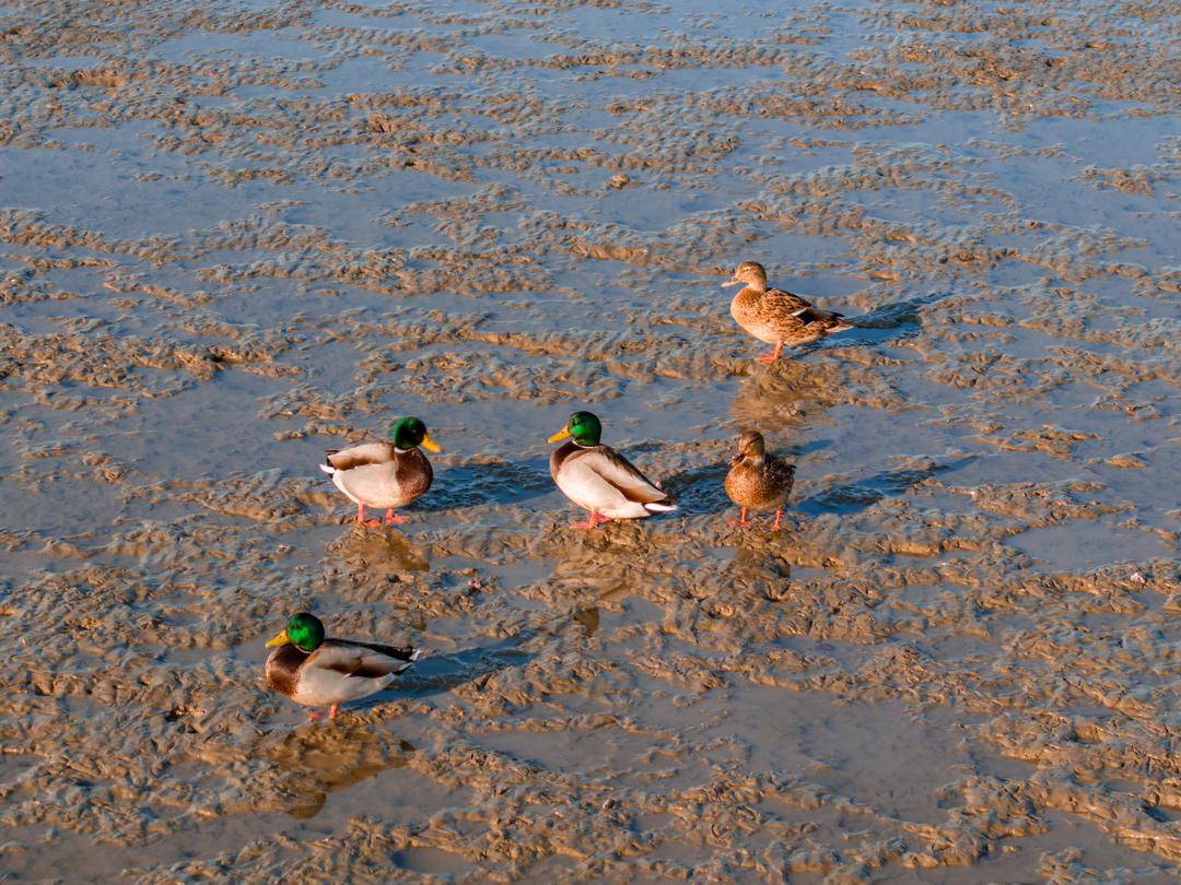 盘锦辽河三角洲湿地迎来候鸟迁徙高峰期