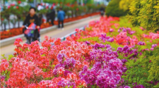 丹东：杜鹃花开