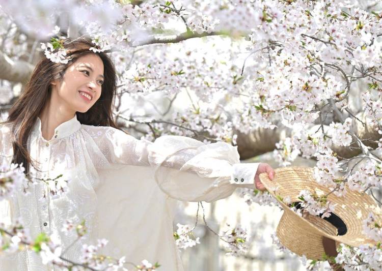 大连：樱花如海