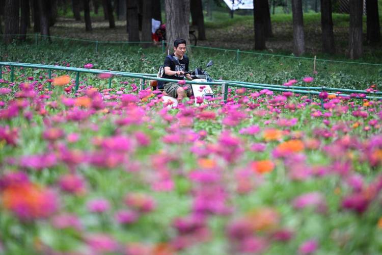 百日菊花海，梦幻打卡地