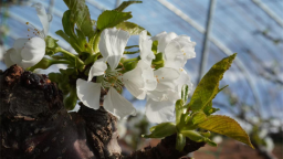 大棚樱桃花满枝 科技种出“早春果”