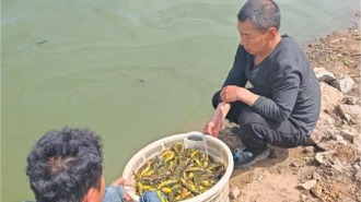 “陆地套种+水产混养”立体种养跑出乡村增收“加速度”