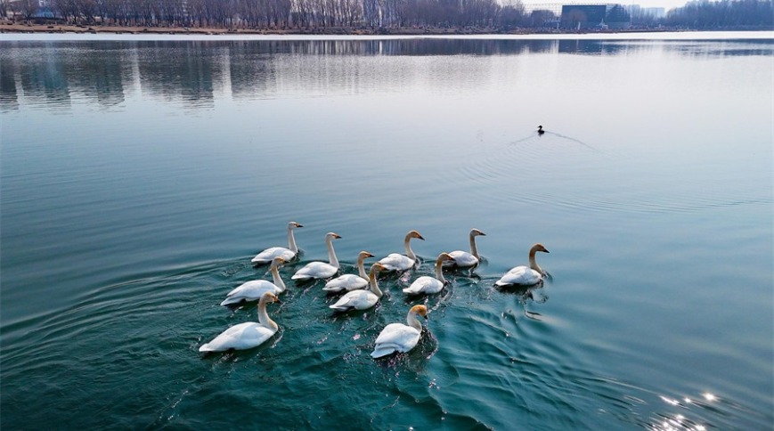 沈阳：一湖早春