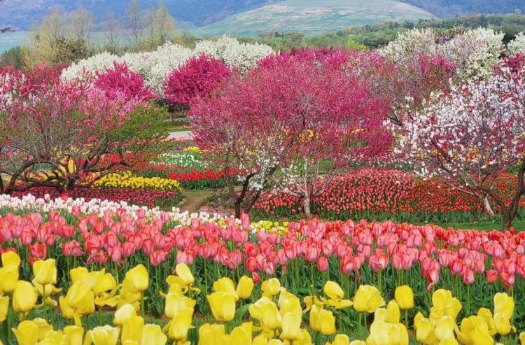 大连英歌石植物园化身“莫奈花园”