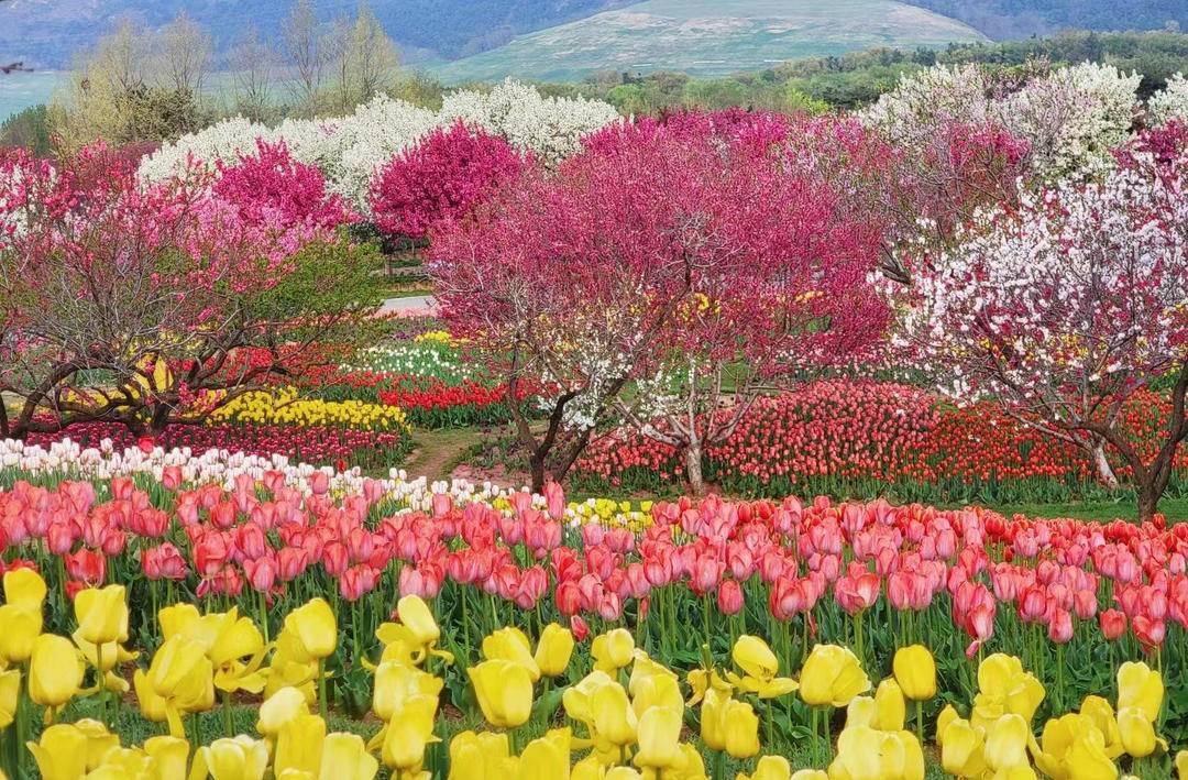 大连英歌石植物园化身“莫奈花园”