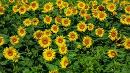 荒废苗圃“蝶变”百亩向日葵花海
