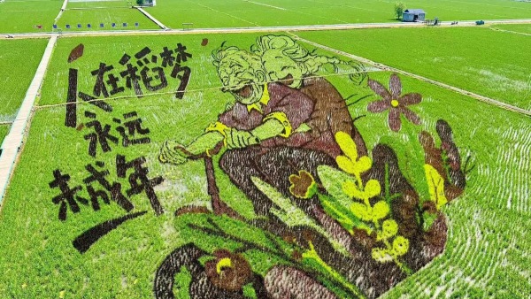 沈阳：巨幅稻田画“上新”