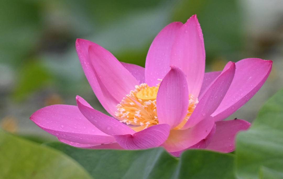 沈阳：接天莲叶碧，北塔观雨荷