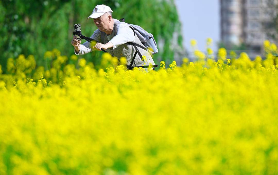 沈阳：金色花海如梦似幻