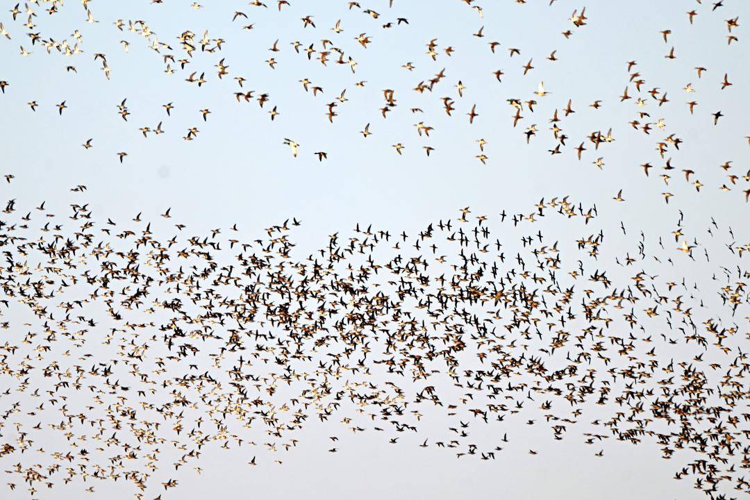 辽河口湿地现冬季鸟浪
