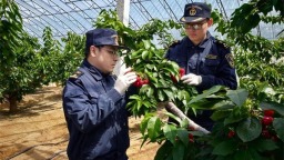 营口鲜樱桃首次出口蒙古国